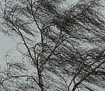 Во вторник астраханцам обещают сильный ветер и осадки