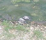 Вереница мертвых голубей. В центре Астрахани засняли гибель птиц