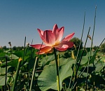 До конца года можно получить кешбэк за поездки по Астраханской области 