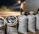 Случайная находка: астраханец попытался объяснить полиции где взял 21 мешок воблы