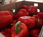 В Астраханской области раздавили трактором 100 кг болгарского перца