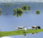 Минприроды РФ не считает «спасение» ЧМ-2018 по футболу от мошки решающим фактором для сдвига половодья