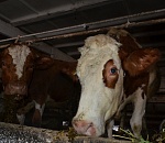 ООО «Корус» вложит в создание молочного кластера в Астраханской области 300 млн руб