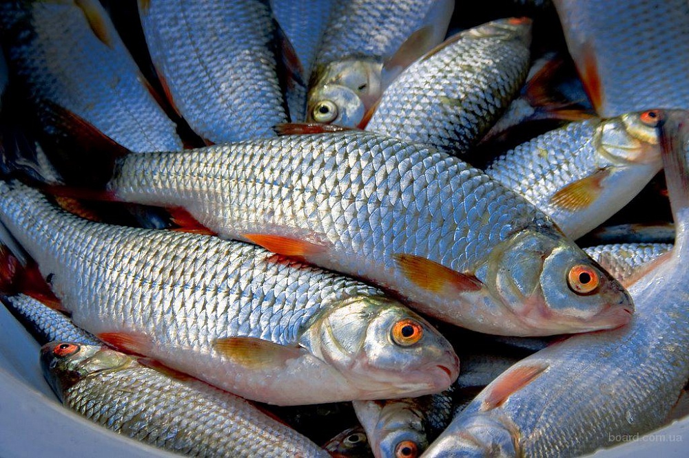 На астраханском рыбном хозяйстве выявлен ряд санитарных нарушений