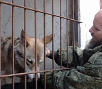 Волгоградец приютил у себя дома волка из Астраханской области