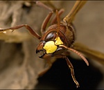В Астраханской области появляются новые насекомые