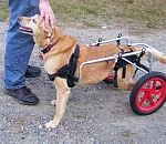 Неравнодушный астраханец помог собаке с отстреленными задними ногами