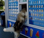 В Астрахани собака пришла за мороженым в ларёк