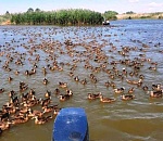 Под Астраханью выпустили на волю 8000 уток-крякв