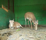 Астраханцы готовы приютить сайгачат из передвижного зоопарка