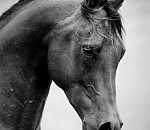 Астраханские пограничники не пустили лошадей