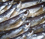 Более пяти тонн рыбы не выпустили из Астраханской области