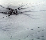 Толщина льда на астраханских водоемах не достигла безопасной отметки