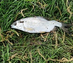 Квазивобла. Астраханцы не могут понять, что с хвостом у пойманной рыбы