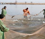 Словили: в сети астраханских промрыбаков зашло самое малое количество рыбы в новом веке