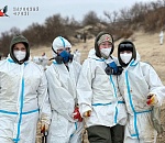 Волонтеры из Астрахани помогают чистить от мазута Черноморское побережье