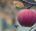 Греческая компания разобьет сады в Астраханcкой области