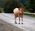 В Астраханской области ужесточили штрафы за нарушение правил выпаса скота