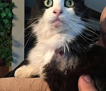 Астраханская кошка с пулей у сердца осталась жить в Краснодаре