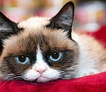 Молодой астраханец заказал интимные услуги, а в итоге потерял 15 000 рублей