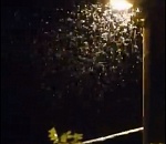 Их тьма, они кусаются. Стало известно, что за насекомые оккупировали Астрахань