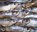 Пассажир автобуса Атырау-Астрахань не довез 120 кг воблы 