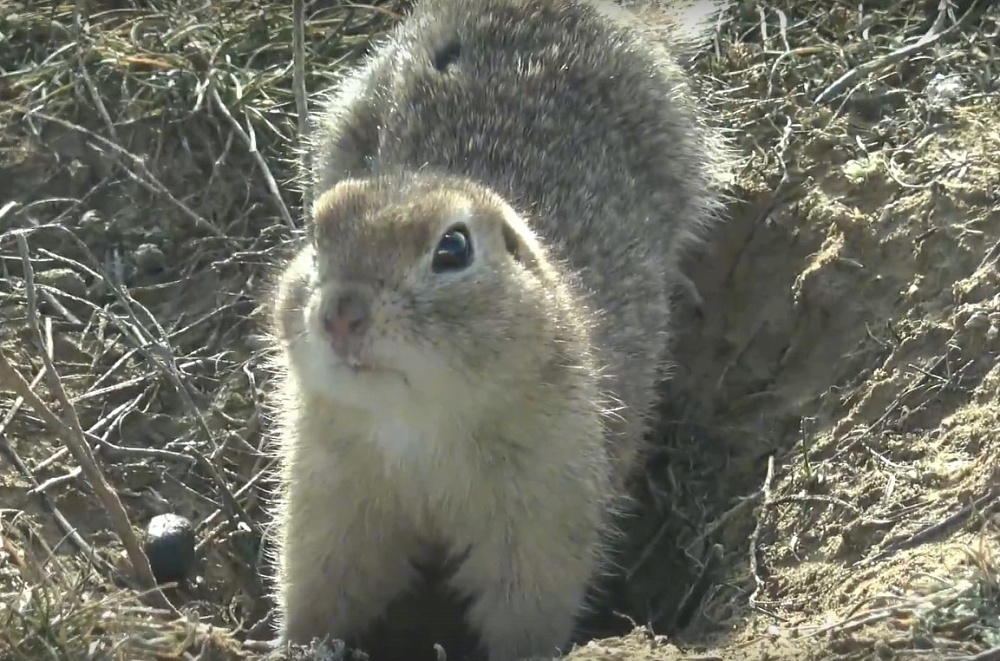 Весна близко: в Астраханской области проснулись суслики