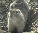 Весна близко: в Астраханской области проснулись суслики