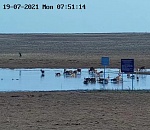 В астраханском заказнике можно онлайн наблюдать за сайгаками