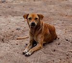 Астраханцы смогут бесплатно стерилизовать уличных собак