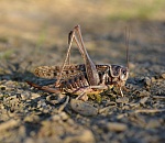 В этом году в Астраханской области ожидают меньше саранчи, чем обычно