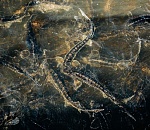 Более 28 млн молоди осетровых выпущено в естественную среду в Астраханской области