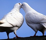 Астраханские пограничники прервали путь голубиной почты