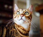 Дума Астраханской области не поняла, какой приняла бюджет