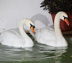 В Астрахани лебеди отправились зимовать в теплицу