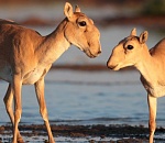 В Астраханской области ждут появления на свет десятка сайгачат