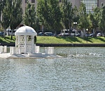 Подкинутых неизвестным астраханцем лебедей осмотрят ветеринары