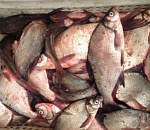 Двое астраханцев выловили рыбы более чем на миллион рублей