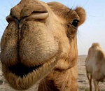 В цирке Запашных выступают верблюды из Астрахани