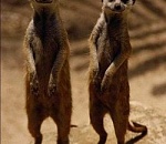 Степновские выборы: сколько все-таки там будет избирателей?