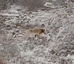 Редкий краснокнижный гость замечен у астраханского газового комплекса