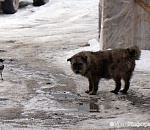Строительство приюта для собак отложено, предположительно, до осени