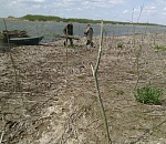 В Астраханской области по берегам рек высадят 80 тысяч деревьев