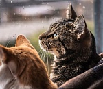 Астраханцам обещают ветреную и прохладную среду