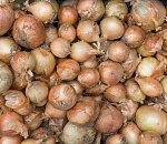 80 тонн репчатого лука не пустили в Астраханскую область из Казахстана