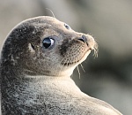 На Каспии в два раза сократилось число отмелей для тюленей. Исчезнет ли популяция?