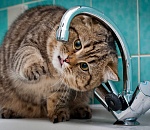 Сегодня на трех улицах Астрахани не будет воды