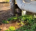 Астраханцы бьют тревогу из-за коммунального болота, которое может разрушить дом