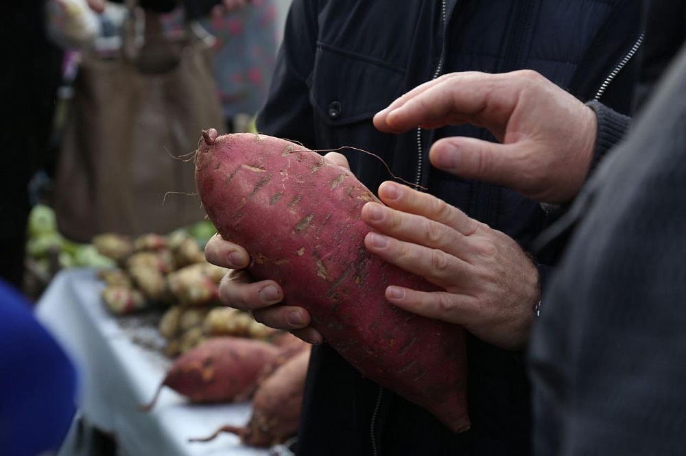 Батат, тыква-гигант и мёд из верблюжьей колючки: в Астрахани прошёл Второй Агрофестиваль