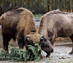 Астраханцы могут бесплатно сходить в зоопарк в обмен на елку